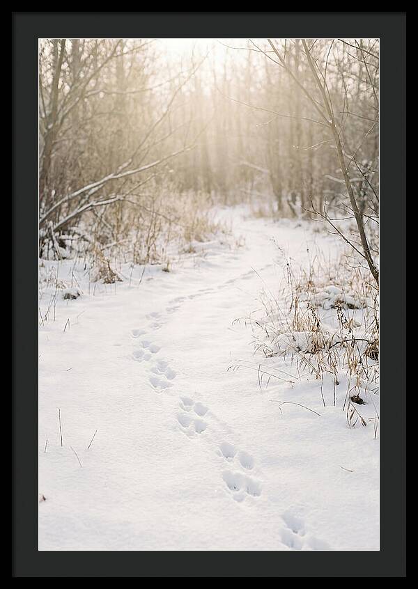Winter Animal Tracks In Snow