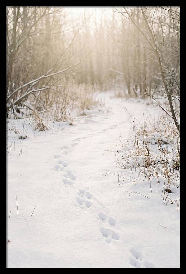 Winter Animal Tracks In Snow
