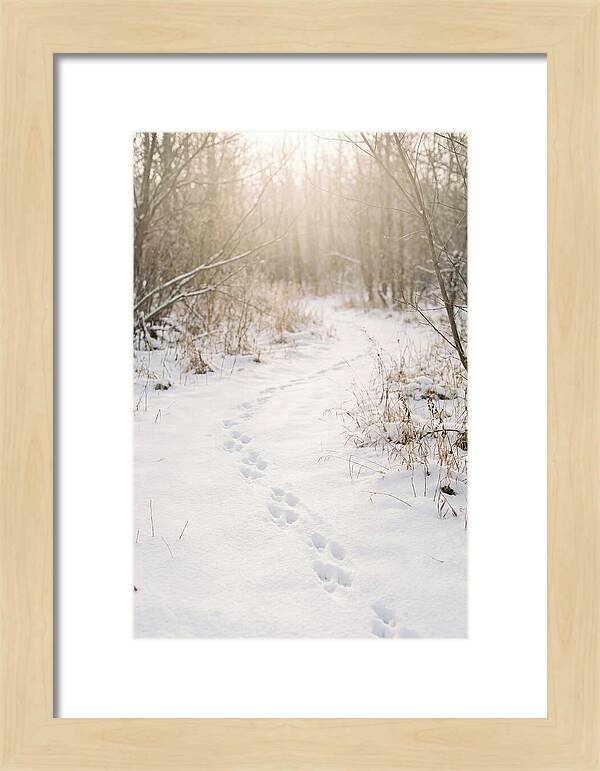 Winter Animal Tracks In Snow