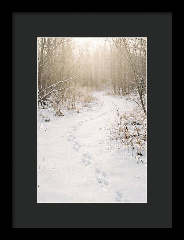 Winter Animal Tracks In Snow