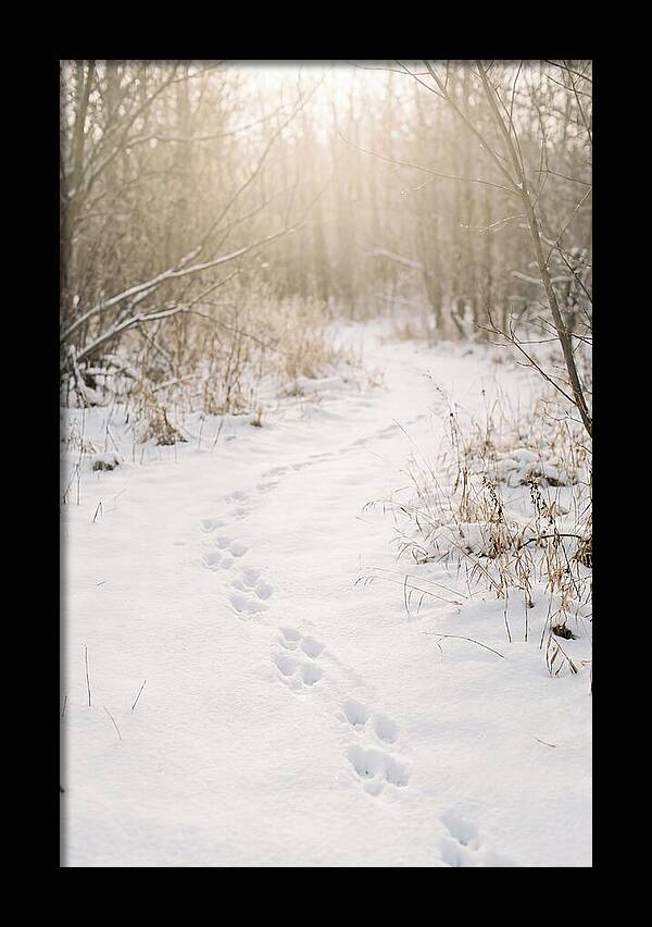 Winter Animal Tracks In Snow