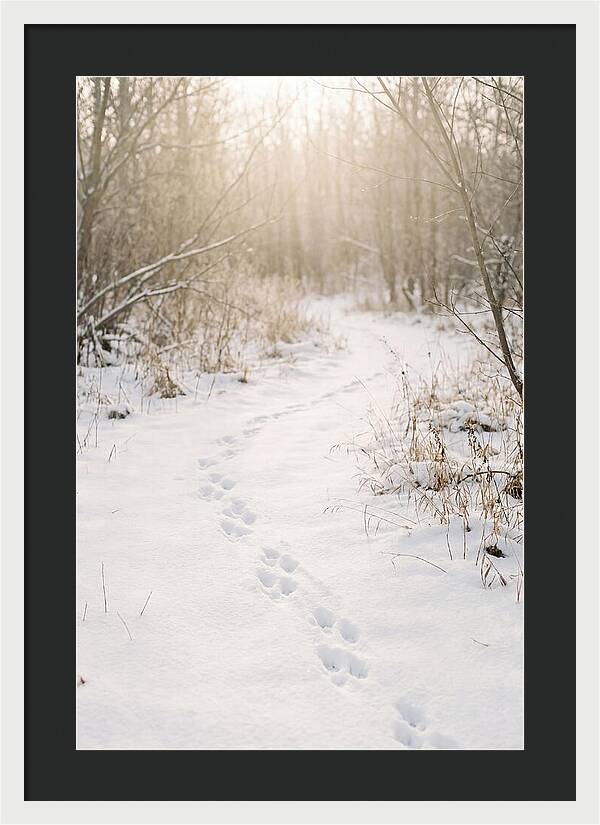 Winter Animal Tracks In Snow