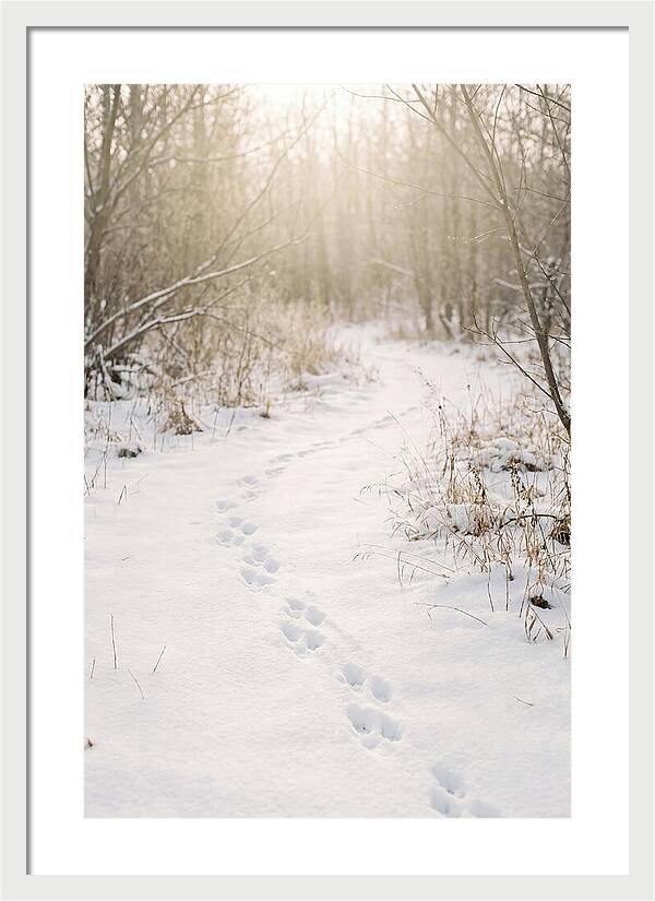 Winter Animal Tracks In Snow