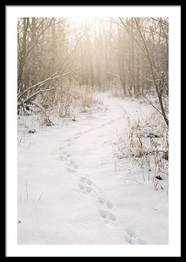 Winter Animal Tracks In Snow