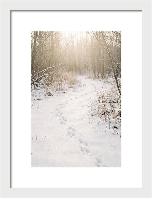 Winter Animal Tracks In Snow