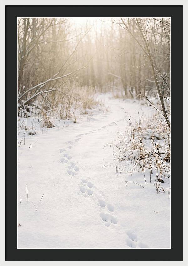 Winter Animal Tracks In Snow