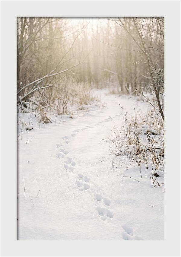 Winter Animal Tracks In Snow