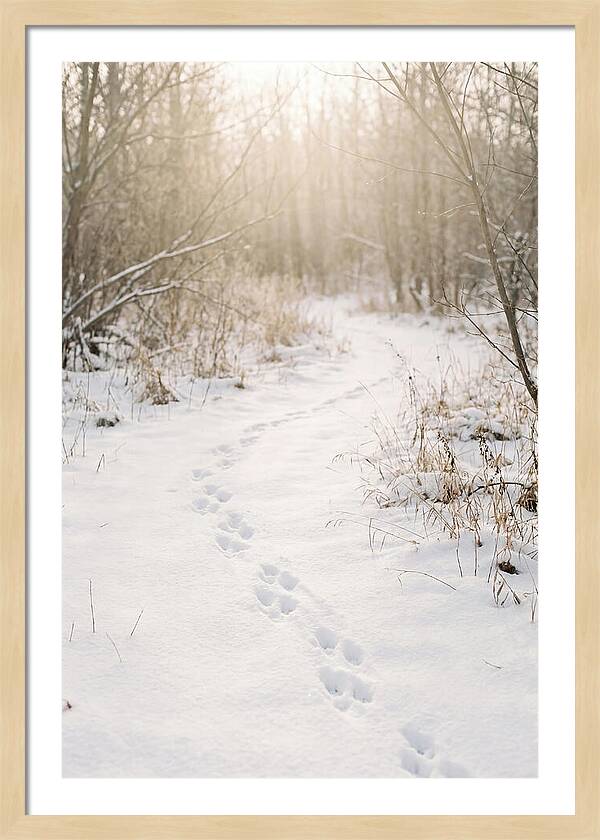 Winter Animal Tracks In Snow