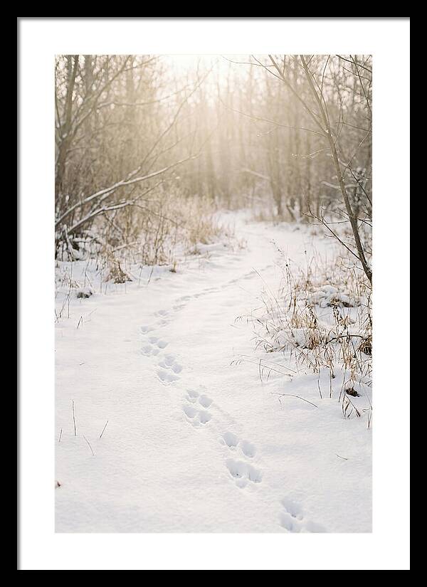 Winter Animal Tracks In Snow