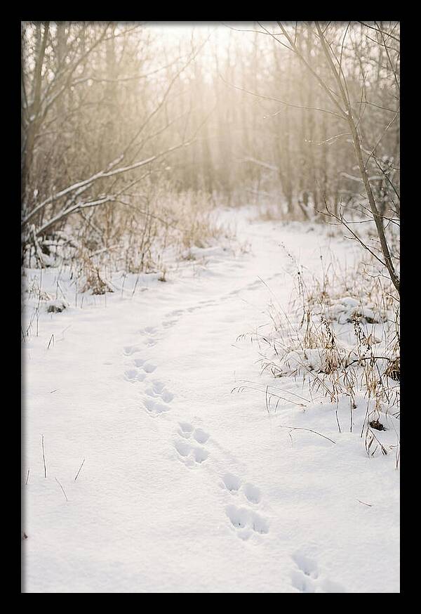 Winter Animal Tracks In Snow