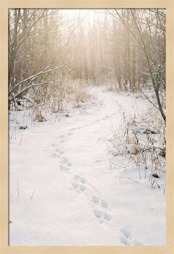 Winter Animal Tracks In Snow