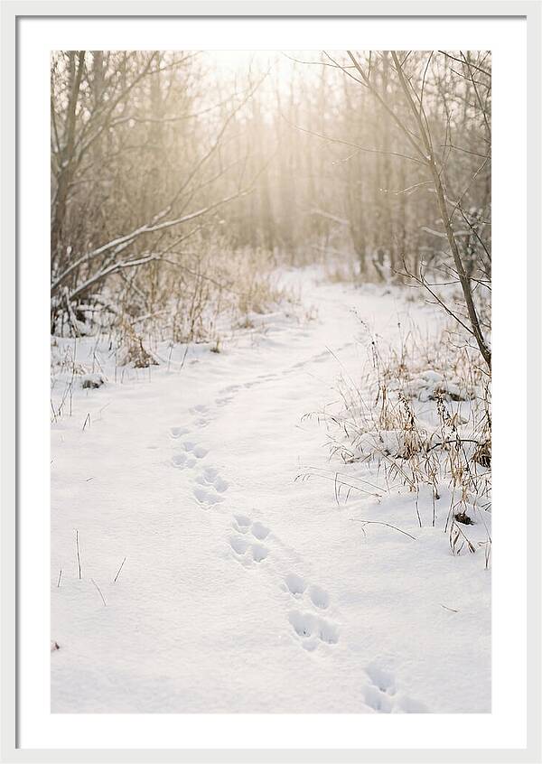 Winter Animal Tracks In Snow