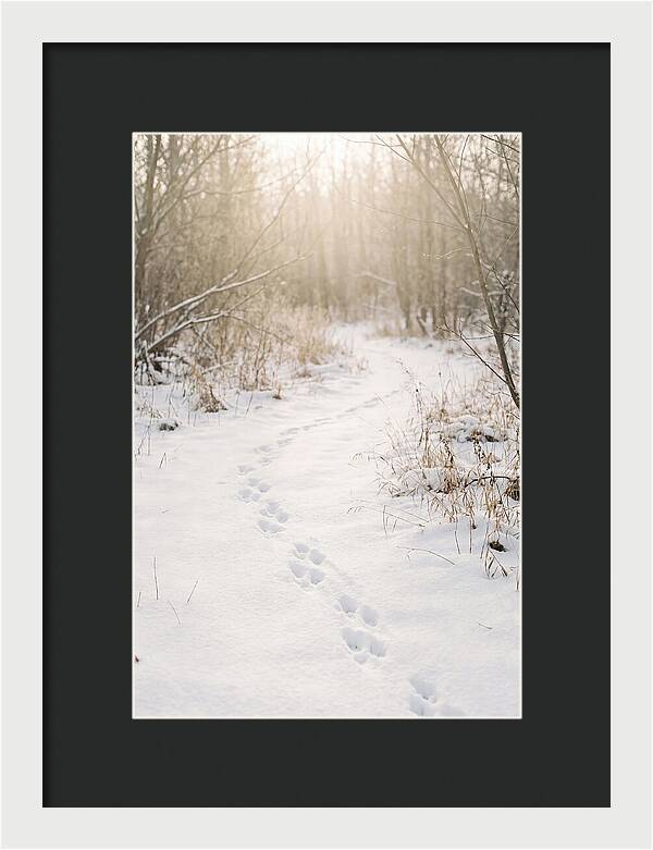 Winter Animal Tracks In Snow