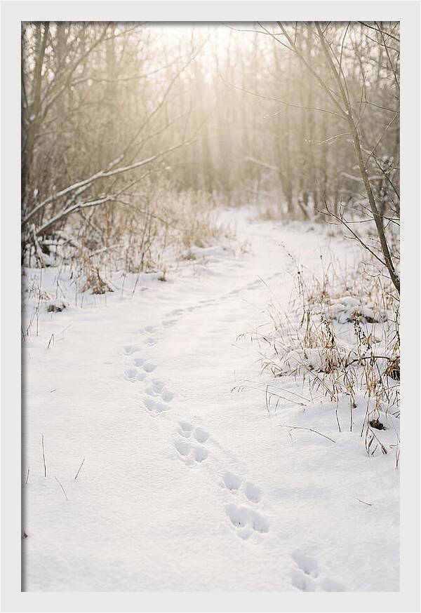 Winter Animal Tracks In Snow