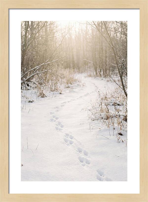 Winter Animal Tracks In Snow