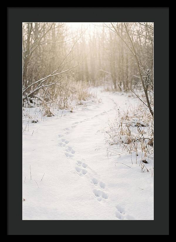 Winter Animal Tracks In Snow