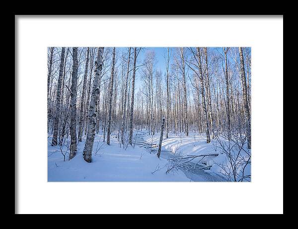 Winter Birch Forest Serenity
