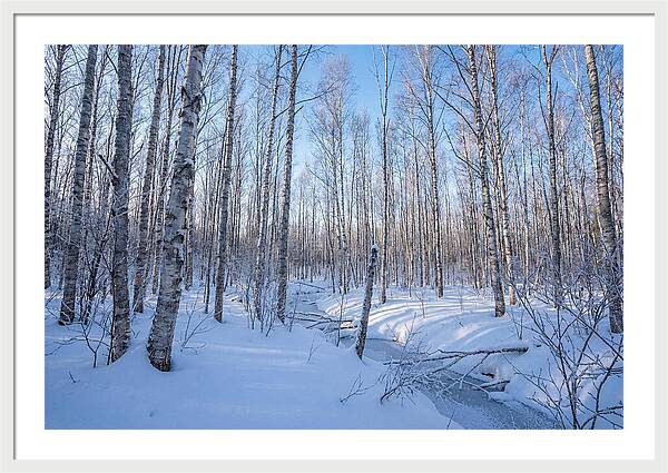 Winter Birch Forest Serenity