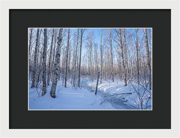 Winter Birch Forest Serenity
