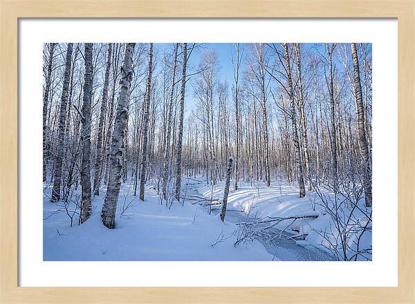 Winter Birch Forest Serenity