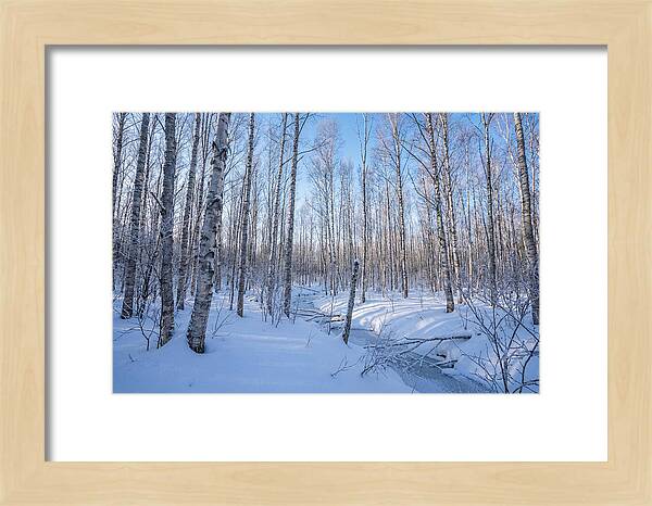 Winter Birch Forest Serenity