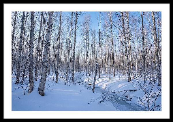 Winter Birch Forest Serenity