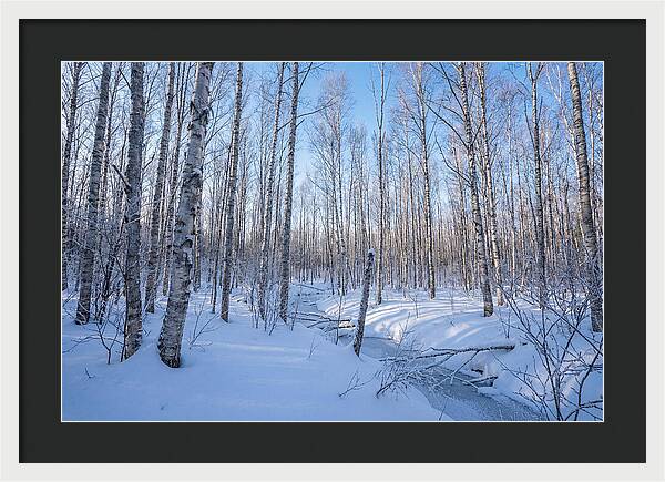 Winter Birch Forest Serenity