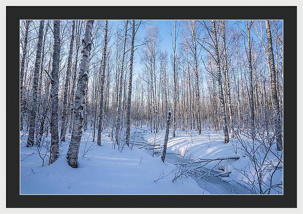 Winter Birch Forest Serenity