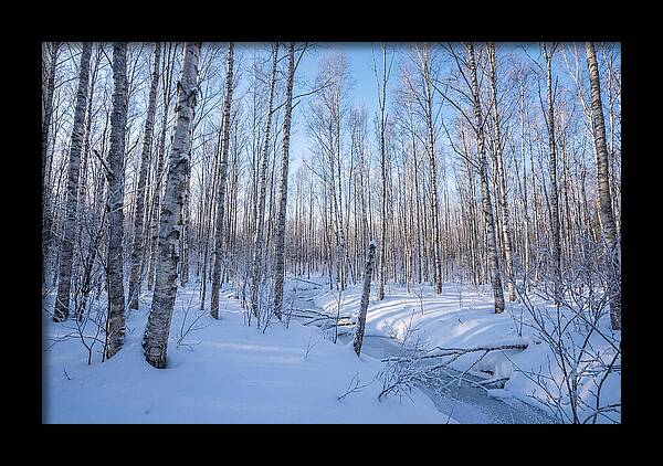 Winter Birch Forest Serenity