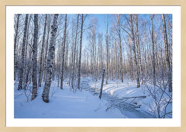 Winter Birch Forest Serenity