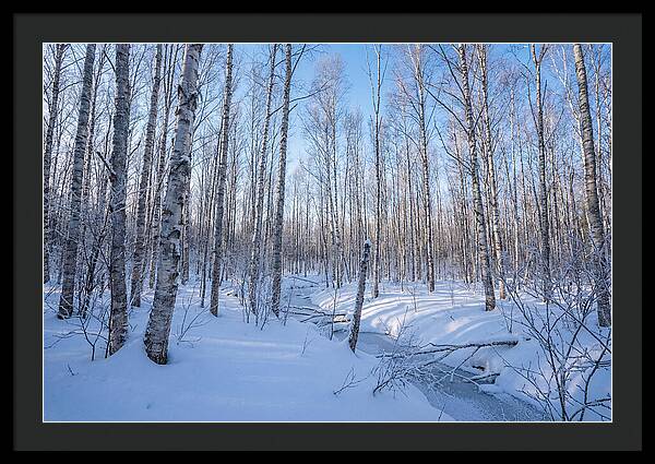 Winter Birch Forest Serenity