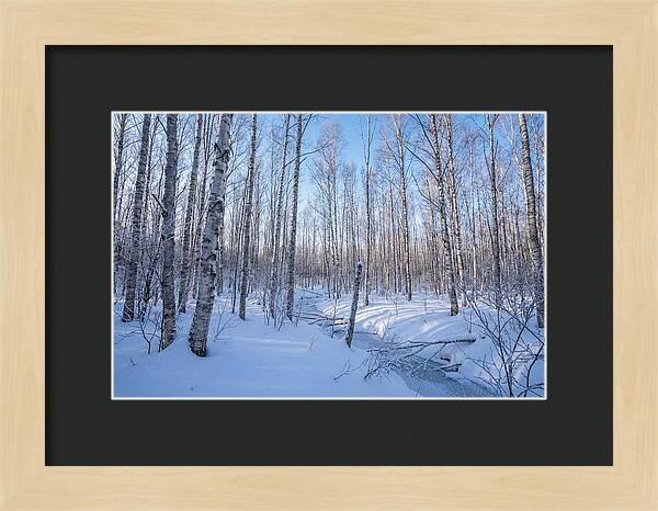Winter Birch Forest Serenity