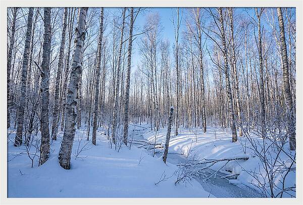 Winter Birch Forest Serenity
