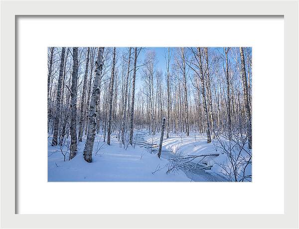 Winter Birch Forest Serenity