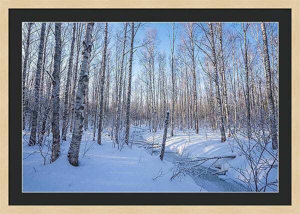 Winter Birch Forest Serenity