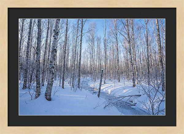 Winter Birch Forest Serenity