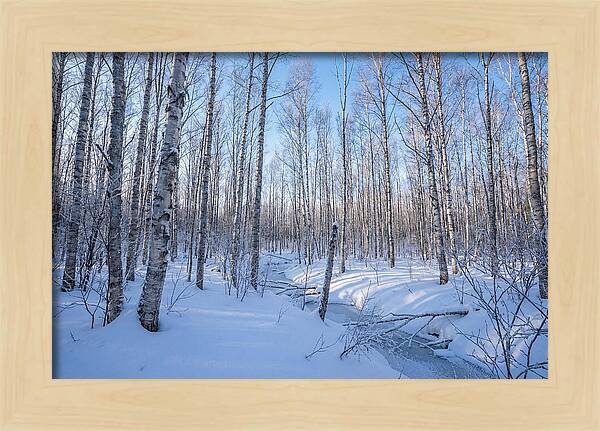 Winter Birch Forest Serenity