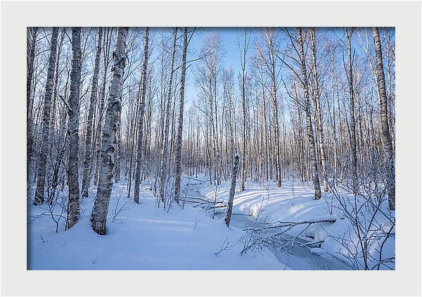 Winter Birch Forest Serenity