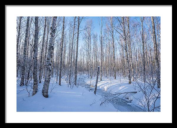 Winter Birch Forest Serenity