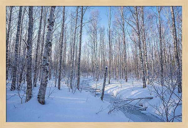 Winter Birch Forest Serenity