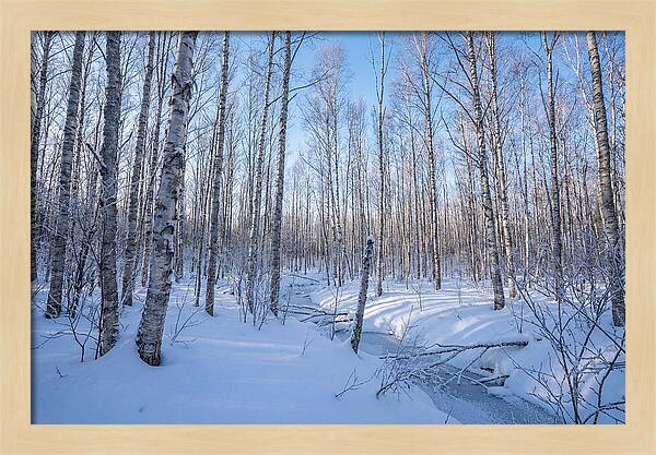Winter Birch Forest Serenity