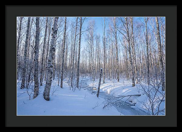 Winter Birch Forest Serenity
