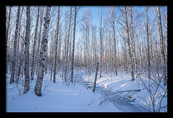 Winter Birch Forest Serenity