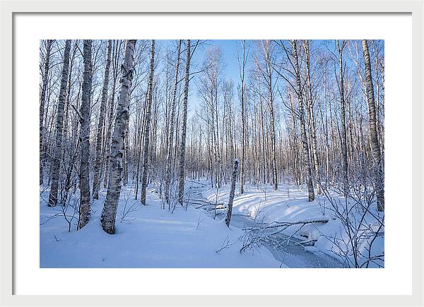 Winter Birch Forest Serenity