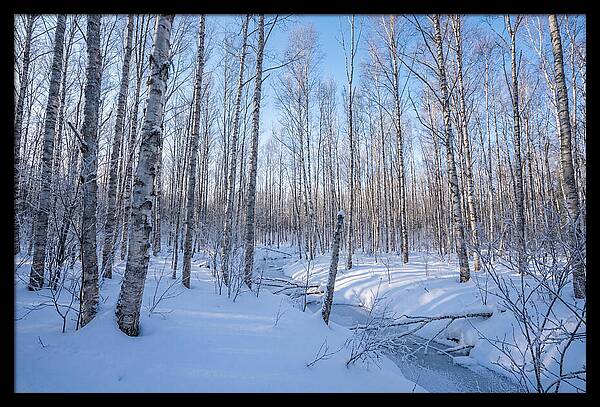Winter Birch Forest Serenity