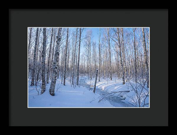 Winter Birch Forest Serenity