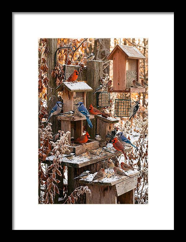 Winter Bird Feeding Station