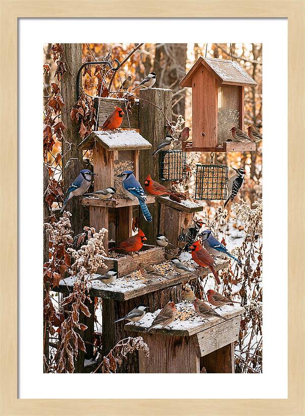 Winter Bird Feeding Station