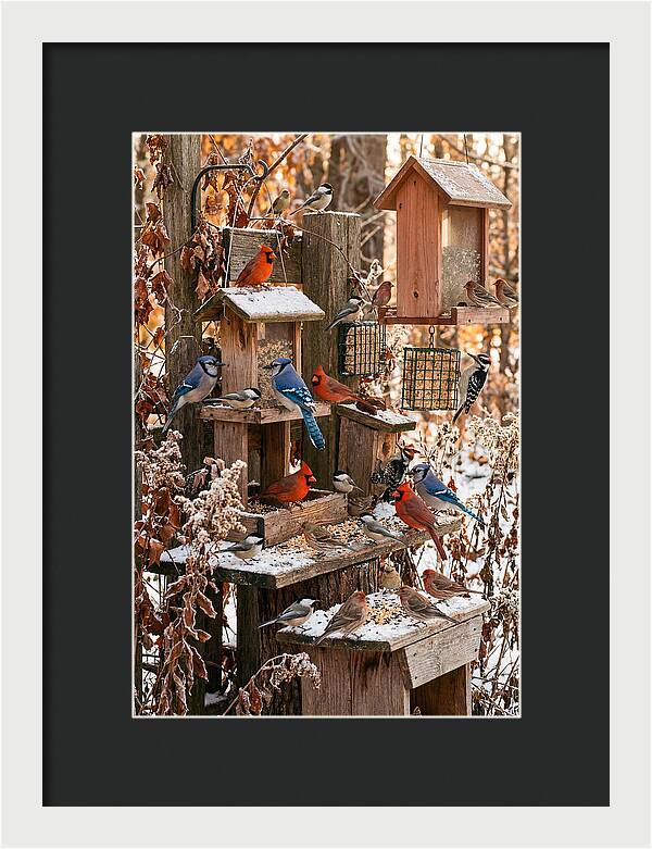 Winter Bird Feeding Station