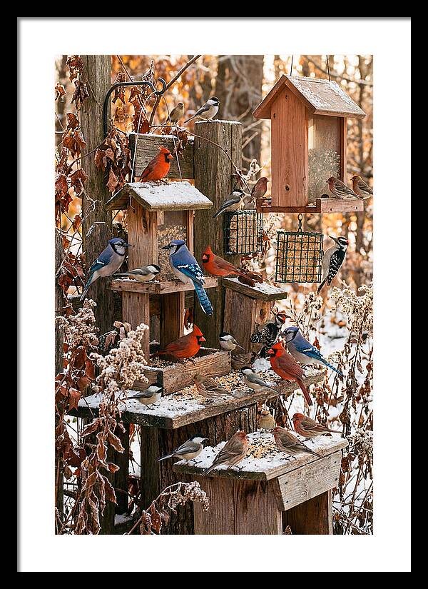 Winter Bird Feeding Station